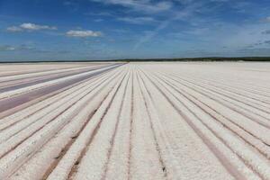 sel champ dans dunaliella saline, Argentine photo