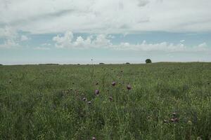 fleur champ dans Las pampa, Argentine photo