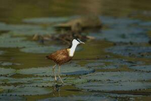 oiseau dans Pantanal, Brésil photo