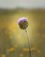 vue rapprochée de la fleur photo