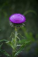 vue rapprochée de la fleur photo