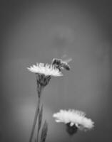 vue rapprochée de la fleur photo