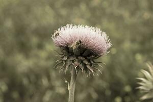 vue rapprochée de la fleur photo