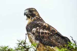 faucon oiseau fermer photo