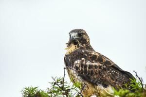 faucon oiseau fermer photo