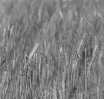 champ d'herbe de blé photo