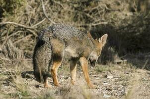 une gris Renard dans le sauvage photo