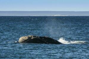 tueur baleines sur le surface, péninsule valdés, patagonie, Argentine. photo