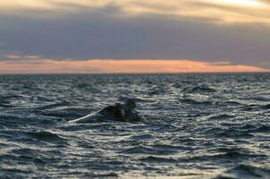 tueur baleines sur le surface, péninsule valdés, patagonie, Argentine. photo