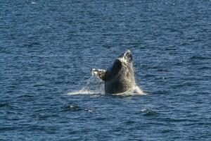 gros baleine sauter dans le l'eau photo