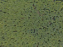 aérien vue de une champ de vert des arbres photo