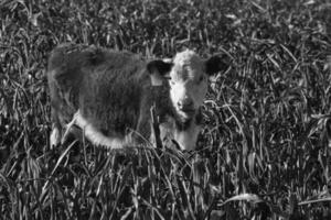 taureau reproduction dans le argentin campagne photo