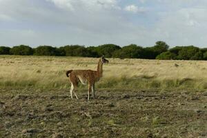 guanaco mammifère dans le sauvage, Sud Amérique photo