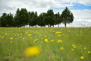 fleur champ dans Las pampa, Argentine photo