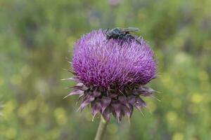 magnifique sauvage fleur fermer photo