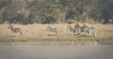 magnifique zèbres dans Afrique photo