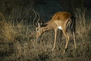 antilope pâturage dans Sud Afrique photo