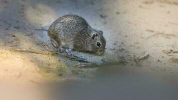 cui rongeur dans chubut, Argentine photo