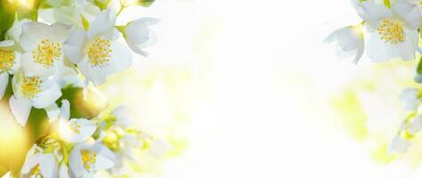 jasmin blanc la branche fleurs printanières délicates photo