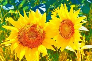 brillant coloré fleur tournesol sur Contexte été paysage photo