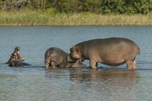 hippopotames dans l'eau photo