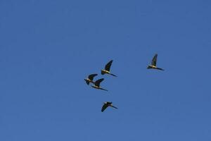 une volée d'oiseaux photo