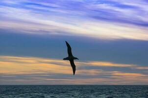 une oiseau en volant plus de le océan à le coucher du soleil photo