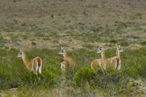 une groupe de lamas permanent dans le herbe photo