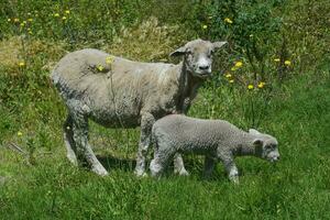 une mouton et une agneau sont permanent dans une champ photo