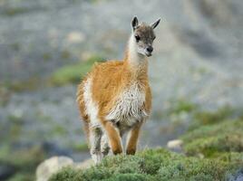 une lama en marchant le long de une rocheux flanc de coteau photo