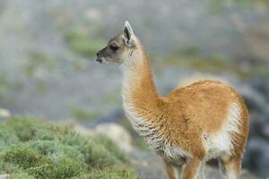 une lama en marchant le long de une rocheux flanc de coteau photo