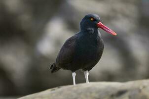 une noir oiseau avec une rouge le bec permanent sur une Roche photo