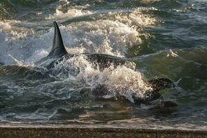 une grand requin est nager dans le océan photo