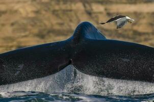 une oiseau en volant plus de le queue de une baleine photo