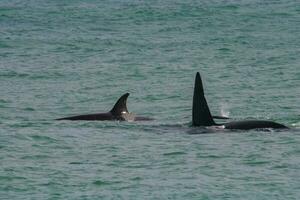 deux tueur baleines nager dans le océan près le rive photo