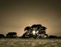 une seul arbre dans une champ à le coucher du soleil photo