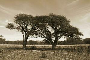 une champ avec des arbres et herbe photo