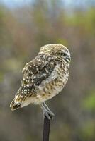 hibou dans la pampa, Argentine photo