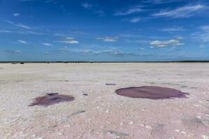 sel champ dans dunaliella saline, Argentine photo