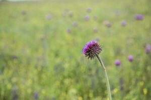 fleur champ dans Las pampa, Argentine photo