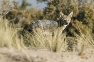 une gris Renard dans le sauvage photo