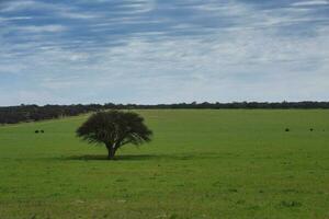 paysage vue la pampa, Argentine photo