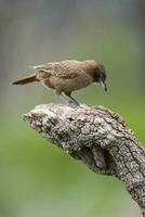 une marron oiseau est permanent sur une branche photo