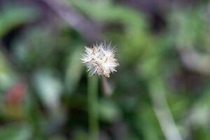 blanc herbe fleurs brouiller Contexte photo