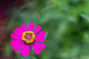 solitaire rose fleur sur flou Contexte photo