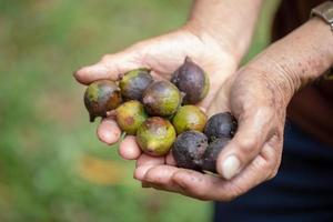 main d'homme tenant la noix de macadamia en naturel