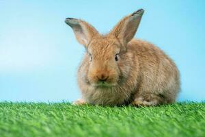 velu et duveteux mignonne noir lapin est permanent sur deux jambes sur vert herbe et bleu Contexte et nettoyage le de face jambes. concept de rongeur animal de compagnie et Pâques. photo