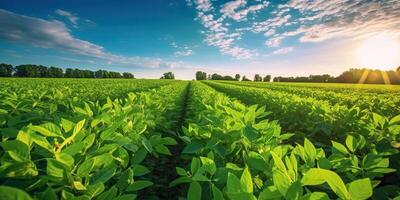 ai généré. ai génératif. ferme récolte vert soja champ. Extérieur la nature plante légume biologique éco produit. graphique art photo