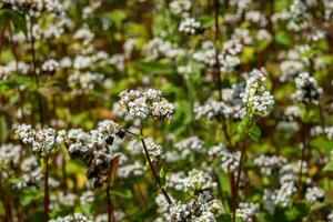 champ de blanc sarrasin fleurs photo