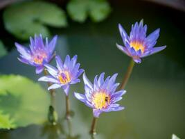 violet lotus fleur dans plein Floraison avec peu abeille photo